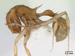 Blepharidatta brasiliensis casent0178487 profile 1.jpg