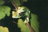 Boophis elenae01.jpg