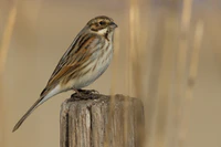 Bruant des roseaux.jpg