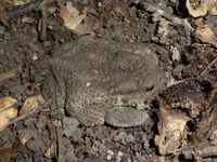 Bufo bufo 2009 G3.jpg