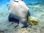 Dugong Marsa Alam.jpg