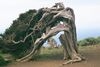 El Hierro Sabinar.JPG