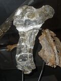 Gargantuavis philoinos femur.JPG