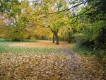 Hearsall Common, maples - geograph.org.uk - 1039663.jpg