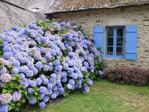 Гортензии (Франция).