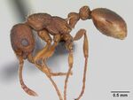 Myrmica specioides casent0172730 profile 1.jpg