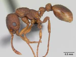 Myrmica specioides casent0172730 profile 1.jpg