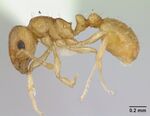 Ochetomyrmex semipolitus casent0178481 profile 1.jpg