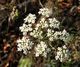 Pimpinella saxifraga G1.jpg