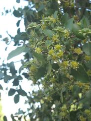 Quillaja saponaria12.JPG