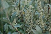 Salixglauca.JPG