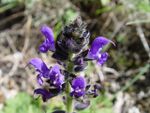 Salvia verbenaca b.JPG