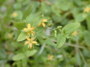 Starr 020803-0005 Hypericum mutilum.jpg