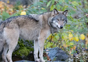 The Wolf (30536902171).jpg