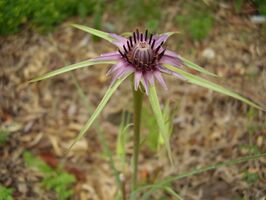 Tragopogon coelesyriacus flower RJP 01.JPG