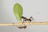 Acromyrmex octospinosus.jpg