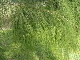 Allocasuarina verticillata2.jpg