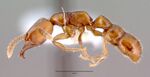 Amblyopone denticulata casent0010667 profile 1.jpg