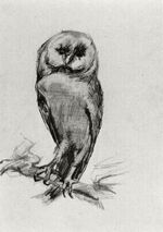 Barn Owl Viewed from the Front.jpg