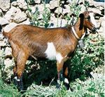 Cabra pitiüsa 1 (cropped).jpg