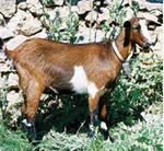 Cabra pitiüsa 1 (cropped).jpg