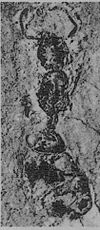 Carpenter 1930-75 Mianeuretus mirabilis.jpg