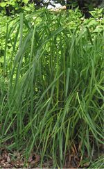 Dactylis glomerata Kropaar plant.jpg