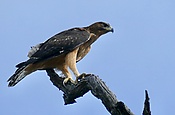 Day 51 African Hawk-Eagle (Aquila spilogaster) immature ... (53320134398).jpg
