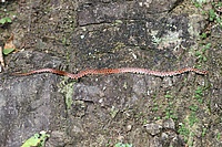 Euprepiophis conspicillata.jpg