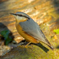 Eurasian Nuthatch.jpg