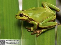 Hyla orientalis (Eastern tree frog) (33743147338).jpg