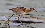 Lesser Jacana, Microparra capensis, Chobe River, Botswana.jpg