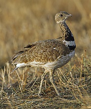 Little Bustard (Tetrax tetrax), Castuera, Extremadura, Spain.jpg