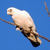 Littlecorella.jpg