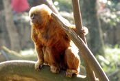 Macaco-prego-galego 5.jpg