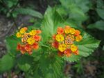 Multi-colored Wild Lantana Camara 5.JPG