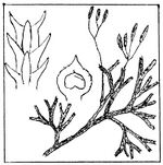 Plavuník Zeilerův.jpg