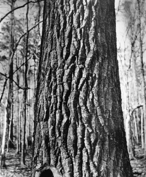 Populus heterophyla USFS.png