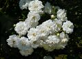 Rosa 'Guirlande d'amour' J1.jpg