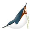 Sitta arctica png.png