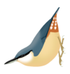 Sitta europaea caesia png.png