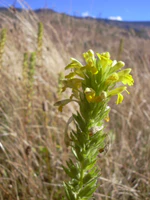 Starr 040723-0206 Parentucellia viscosa.jpg