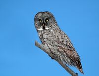 Strix nebulosa CT.jpg