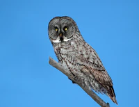 Strix nebulosa CT.jpg