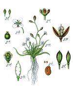 Subularia aquatica Sturm30.jpg