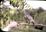 Two-toed anteater balanced on a stick.jpg