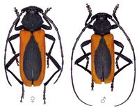 Вусач-пурпуронадкрил Кеглера (Purpuricenus kaehleri kaehleri Linnaeus, 1758) (pair).jpg