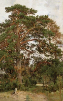 Пейзаж с сосной (Шишкин).jpg