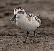 ヘラシギ (cropped).jpg