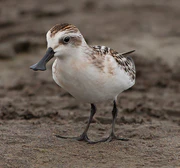 ヘラシギ (cropped).jpg